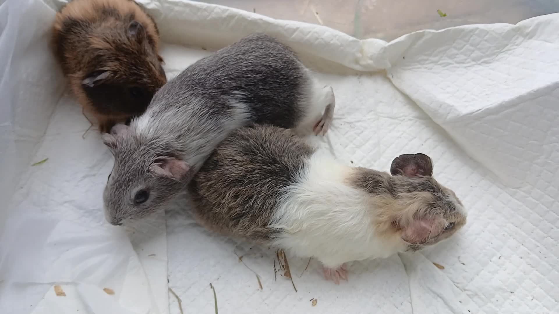 Guinea Pig rodents for sale: Baby guinea pigs for sale - sows - Video 1