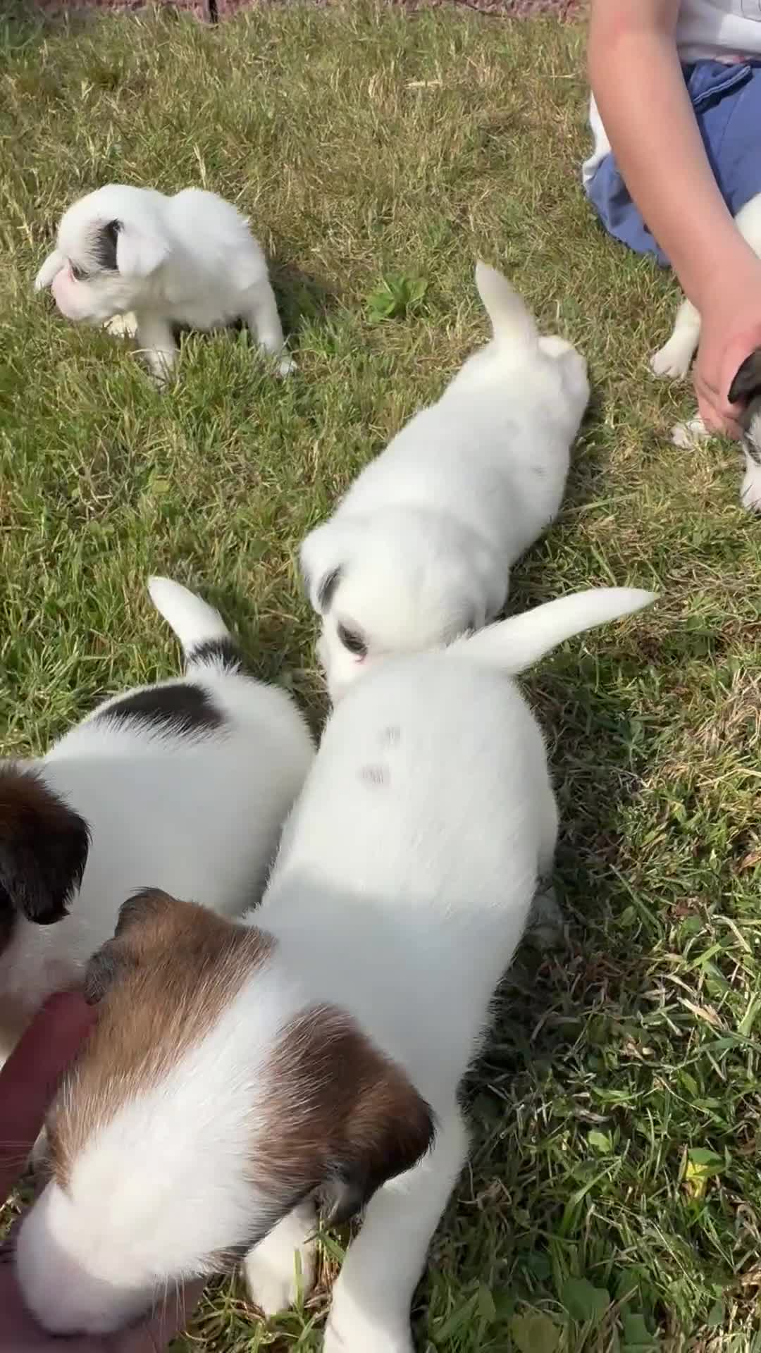 Jack Russell dogs for sale: Pedigree Jack Russell Puppies  - Video 2