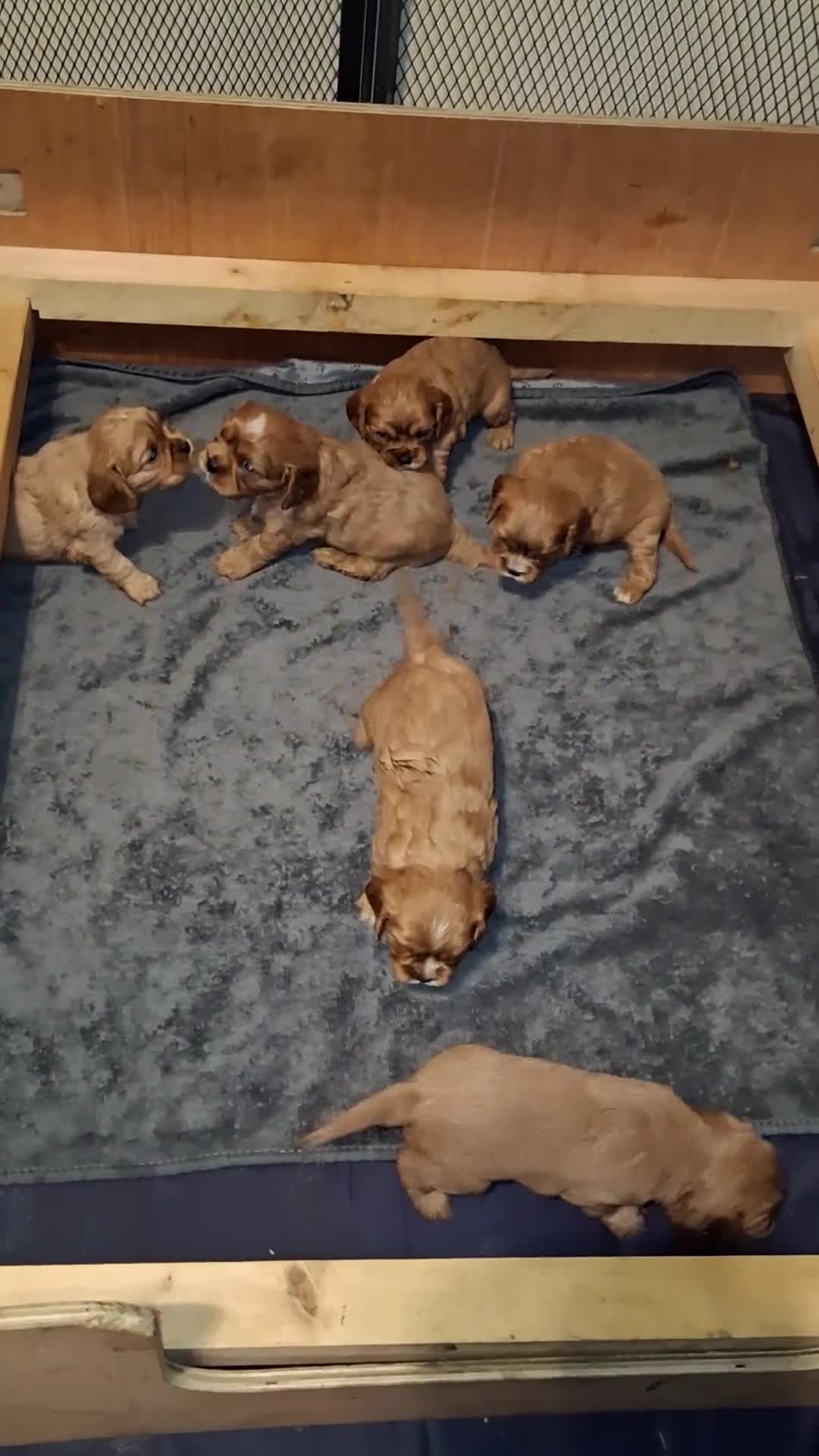 Cavalier King Charles Spaniel dogs for sale: Ruby Cavalier King Charles Spaniel puppies £1,800 - Video 1