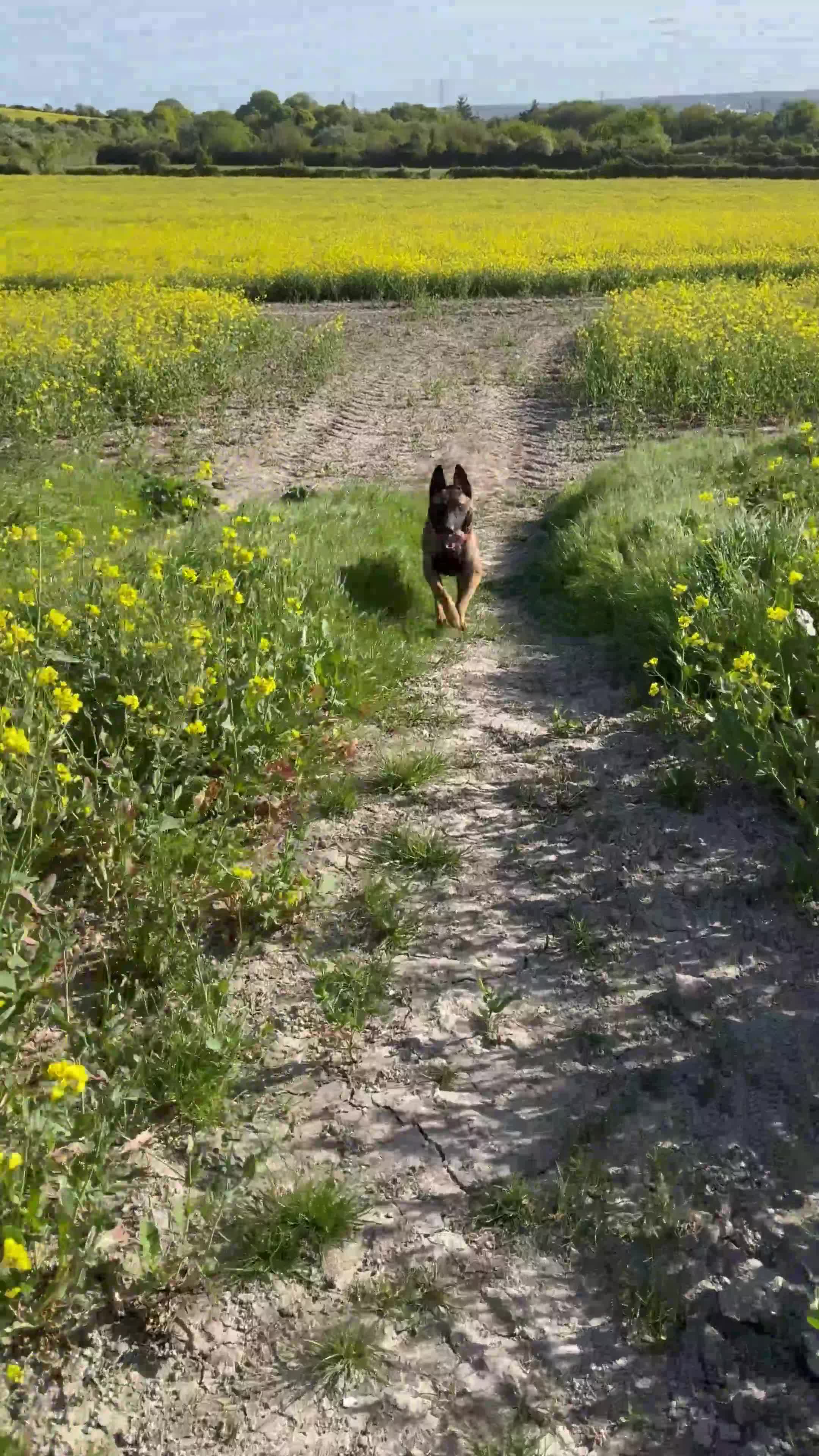 Belgian Shepherd Dog dogs for sale: 9 month old male Belgian Shepard Malinois  - Video 1
