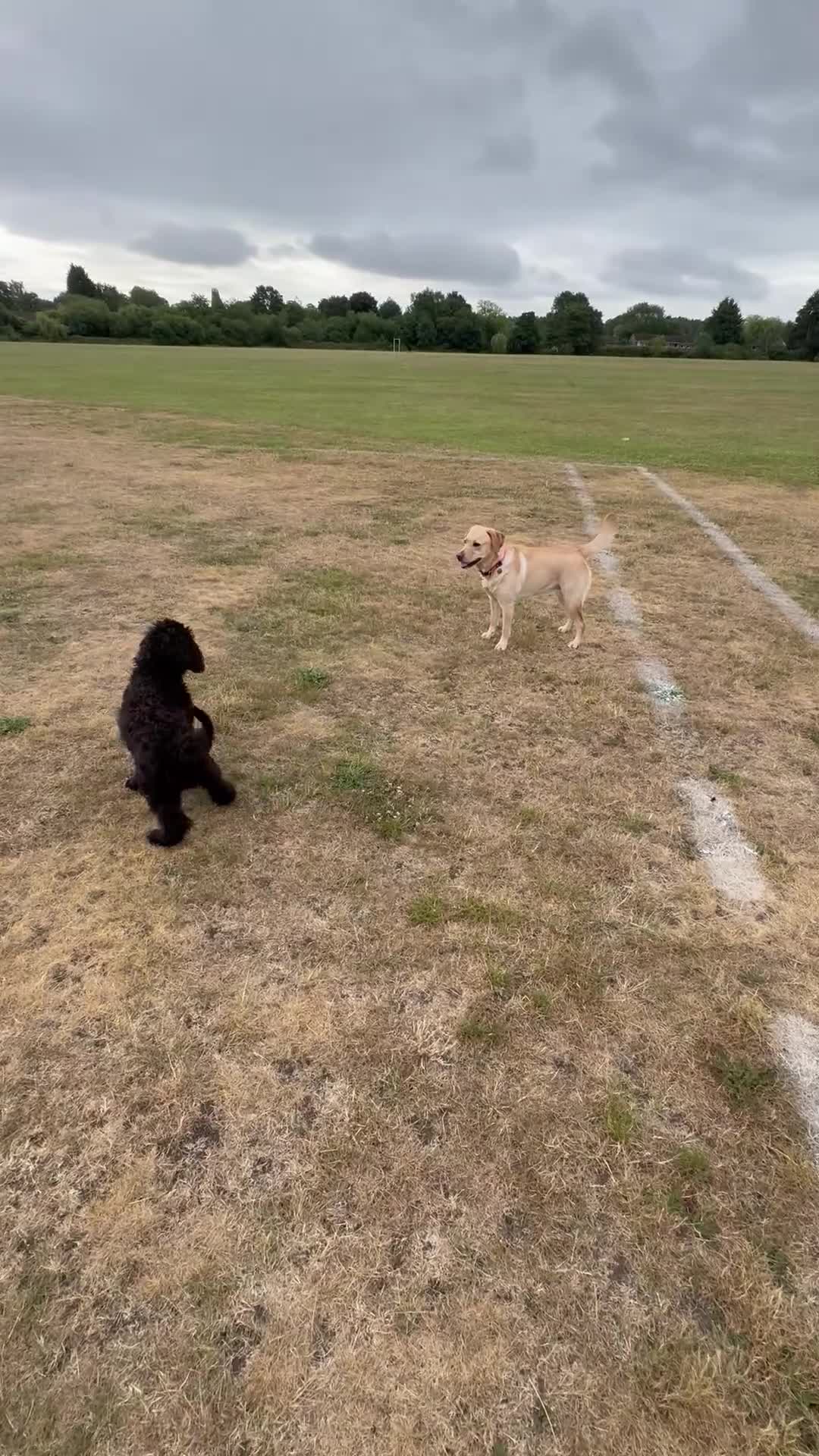 Cockapoo dogs for sale: 4 1/2 month cockapoo looking for his forever home - Video 3