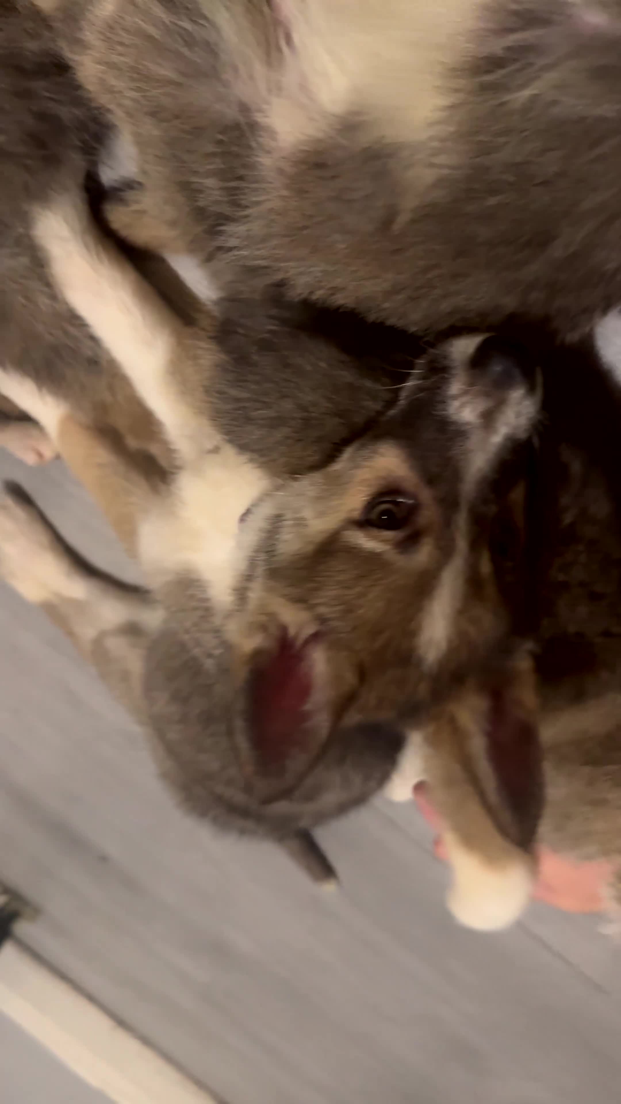 Shepsky dogs for sale: German Shepard X Siberian Husky  - Video 2