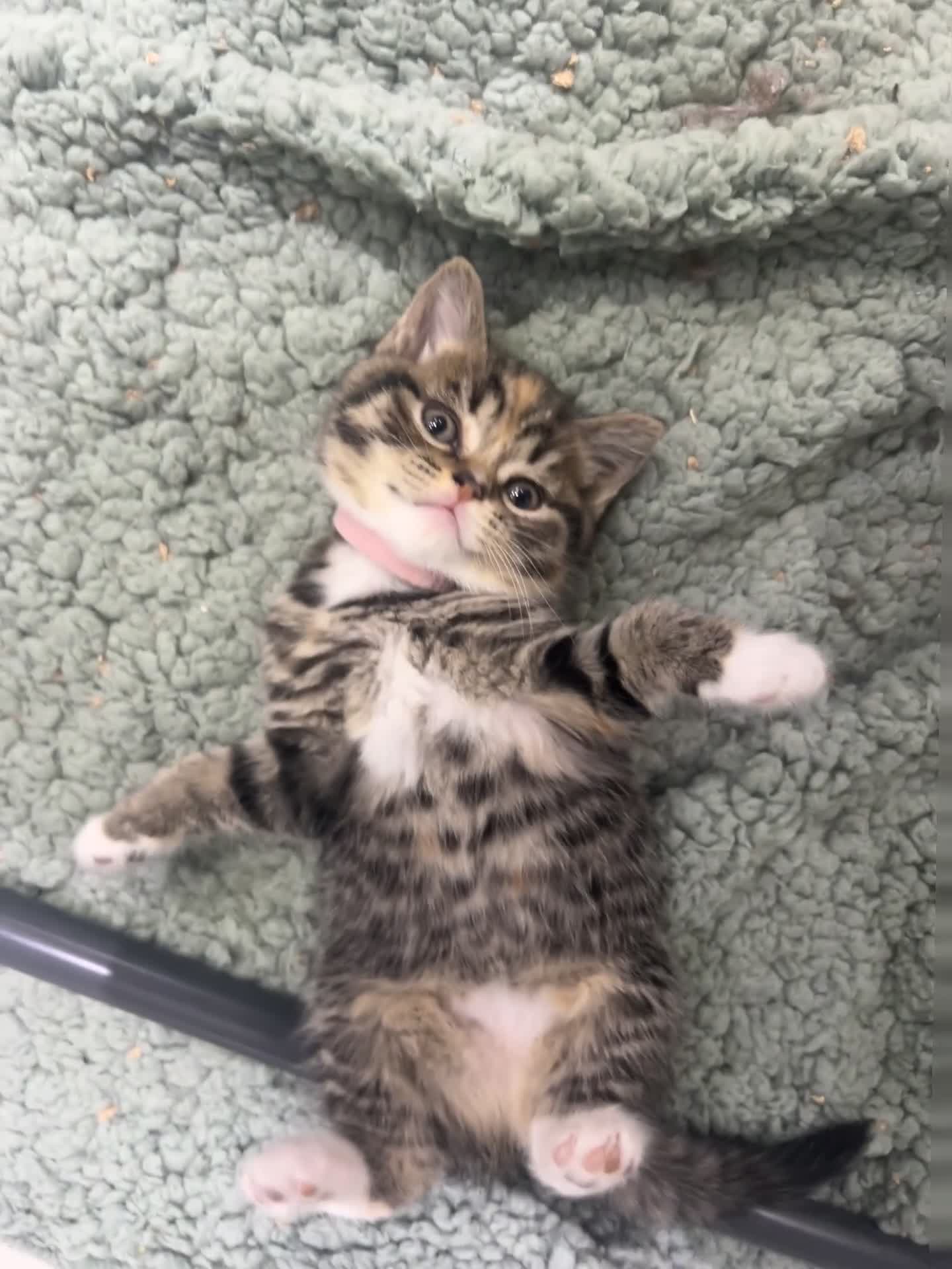 British Shorthair cats for sale: Cuteness Alert - Five BSH kittens ready to rehome - Video 2