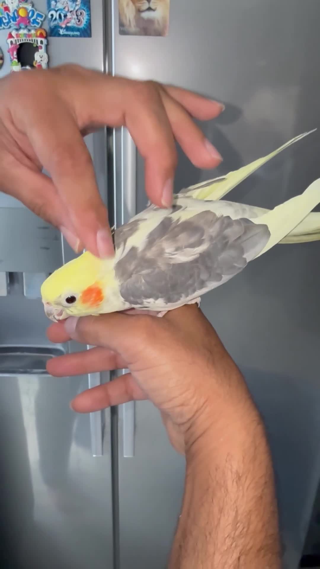 Cockatiels birds for sale: Friendly Tamed Pied Male Cockatiel & white fem.    - Video 1