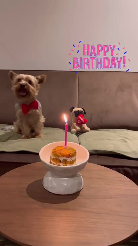 Yorkshire Terrier dogs for stud: Stud Dog Available: Handsome Yorkshire Terrier in London - Video 2