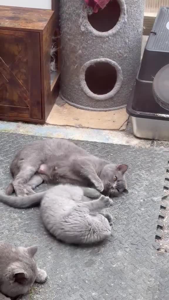 Scottish Fold cats for sale: Scottish Fold Kitten  in Barnsley - Video 1