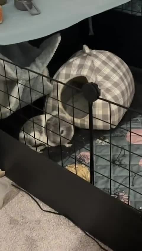 Guinea Pig rodents for sale: Gorgeous young guinea pigs  - Video 4