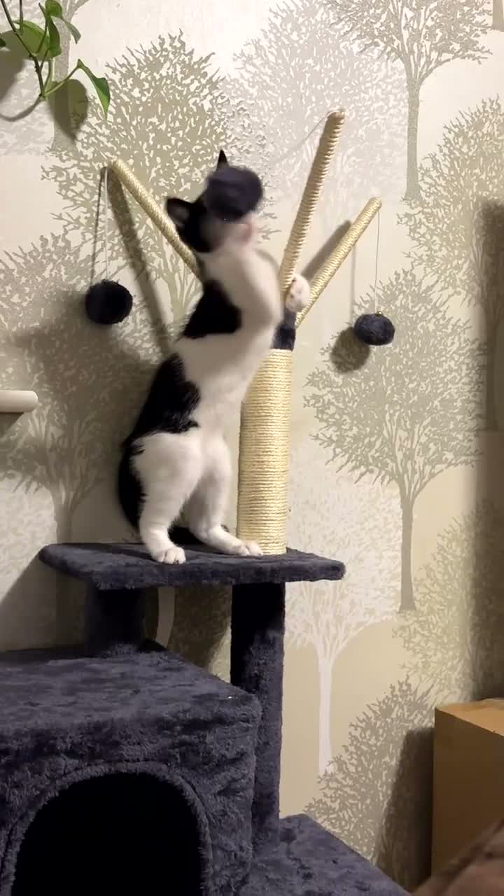 Domestic Shorthair cats for sale: Mishmish looking for a loving home - Video 1