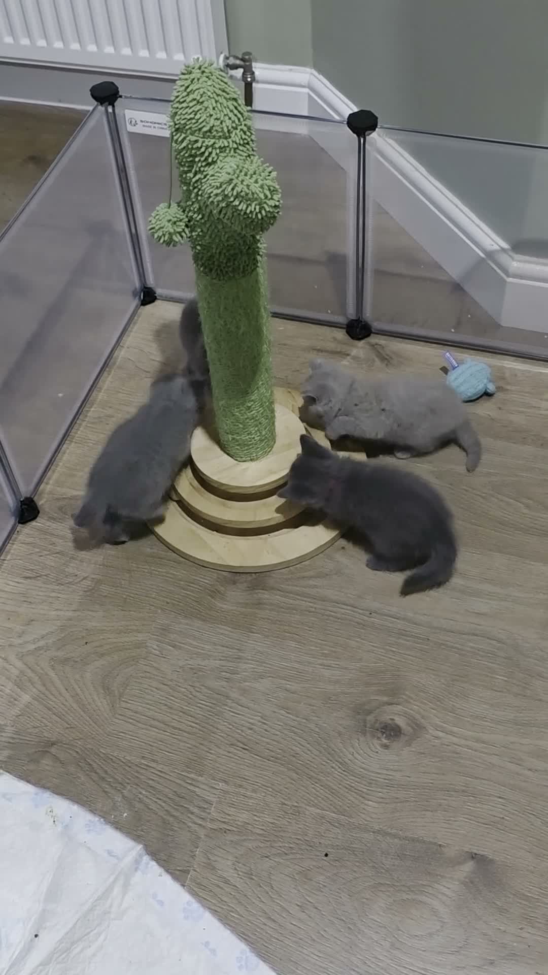 Scottish Fold cats for sale: 🐾 Beautiful Scottish Fold Kittens – £500 Each 🐾 - Video 2