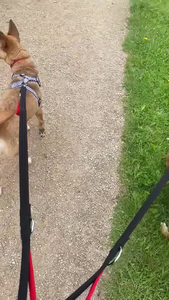 Mixed Breed dogs for adoption: 💙🐶 KAI & ❤️GERDA- BONDED AND SIMPLY PERFECT in Retford - Video 4