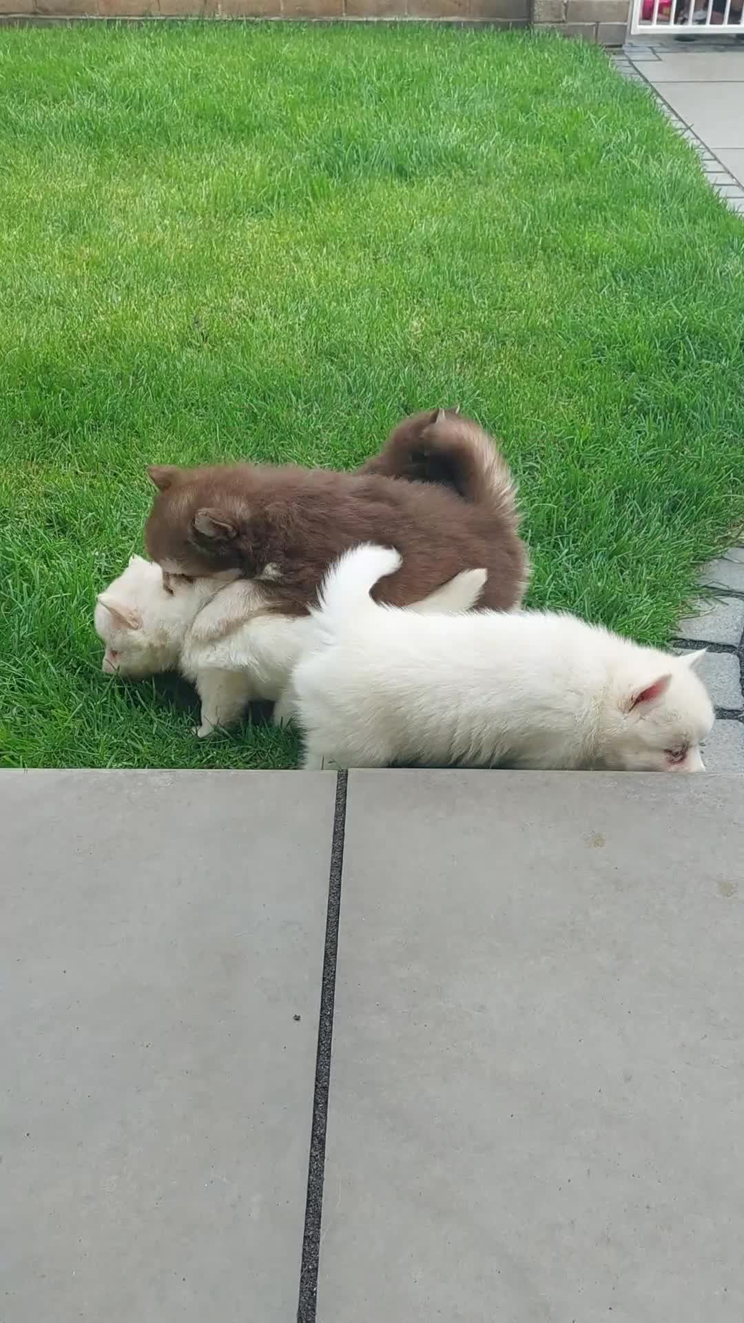 Pomsky dogs for sale: Pomsky Puppy's  - Video 1