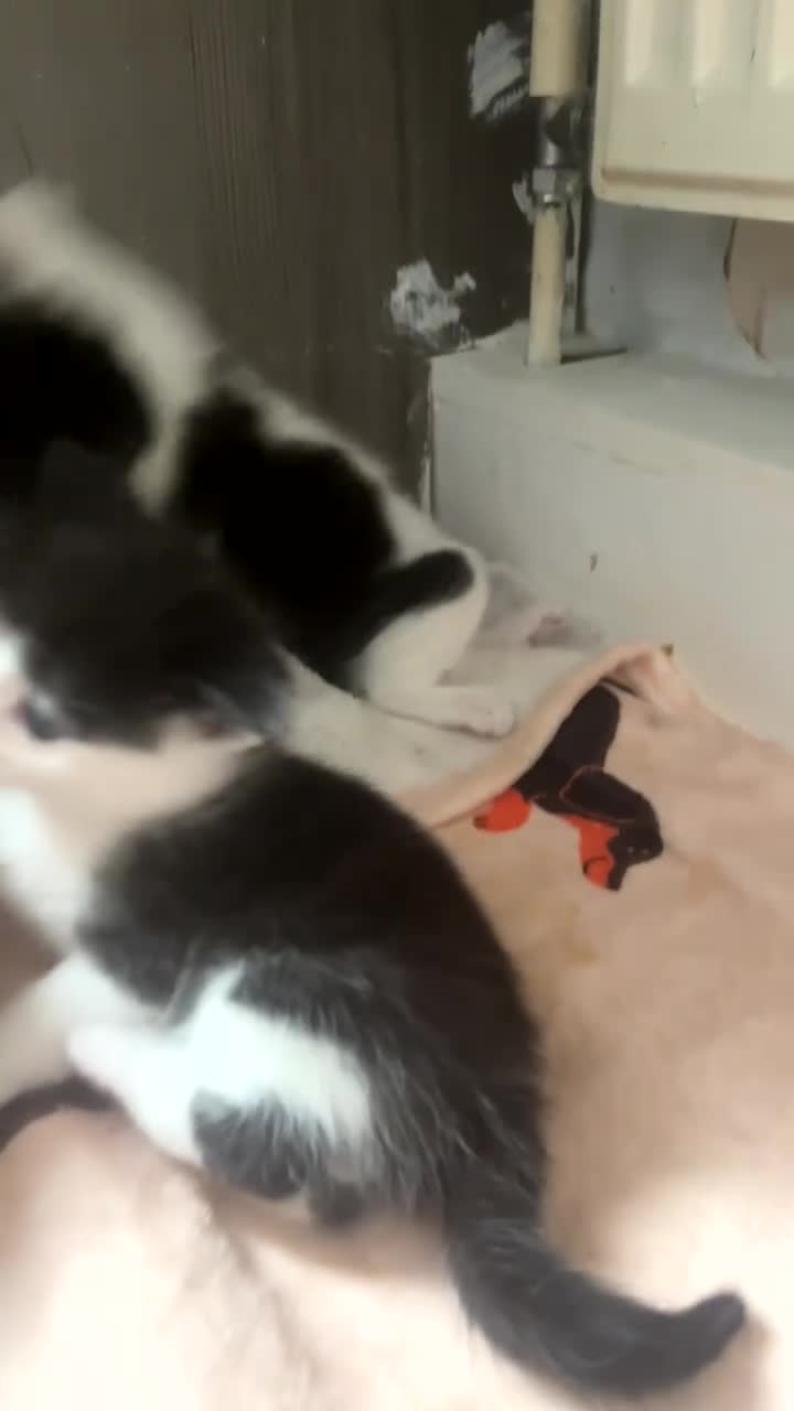 Mixed Breed cats for sale: 2 STUNNING FEMALE TUXEDO KITTENS - Video 3