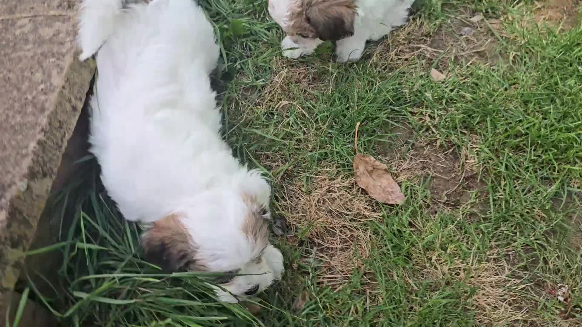 Mixed Breed dogs for sale: Shichon puppies for sale - Video 1