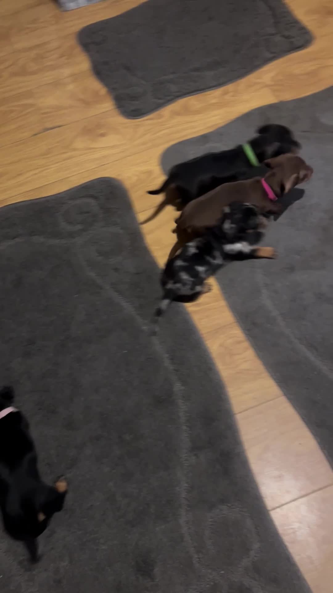 Miniature Dachshund dogs for sale: READY TO LEAVE BLACK/TAN MINIATURE DACHSHUND KC  - Video 3