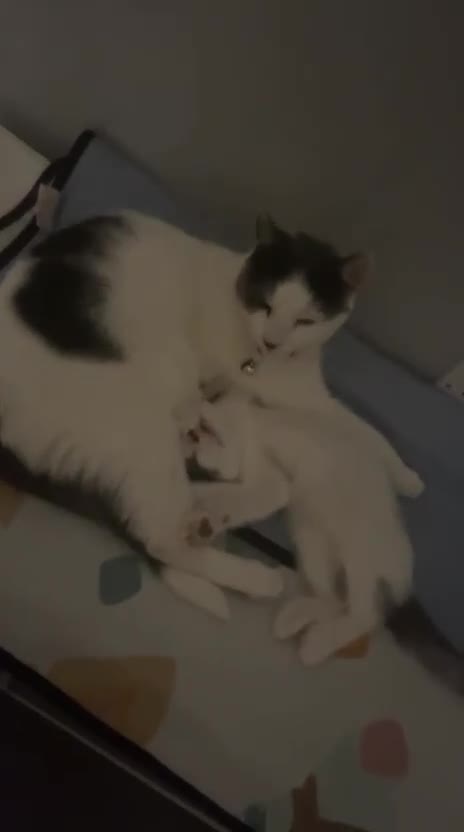 Mixed Breed cats for sale: White and grey kittens - Video 1