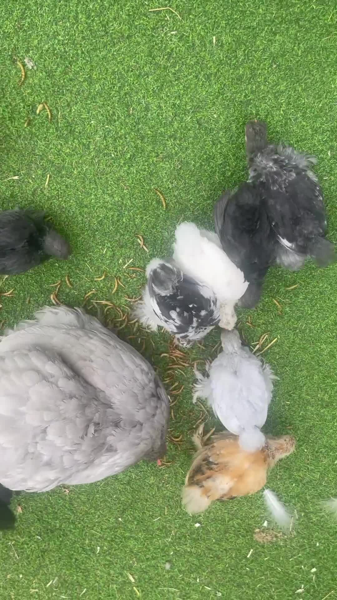 Chickens poultry for sale: Hen, POL Hens, Cockerels and chicks - Video 3