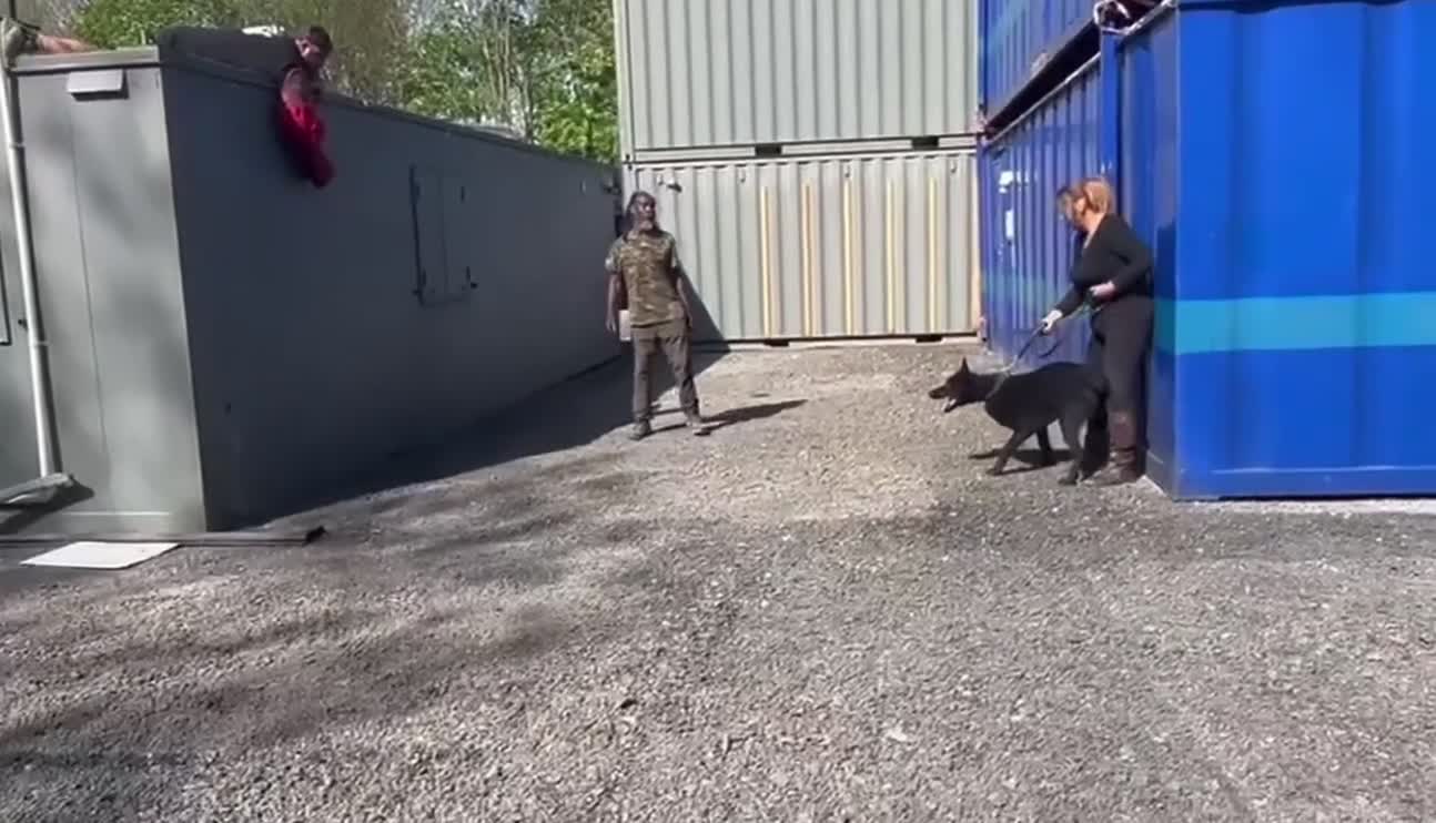 Belgian Shepherd Dog dogs for sale: FEMALE BELGIAN MALINIOS PUPPY - Video 1