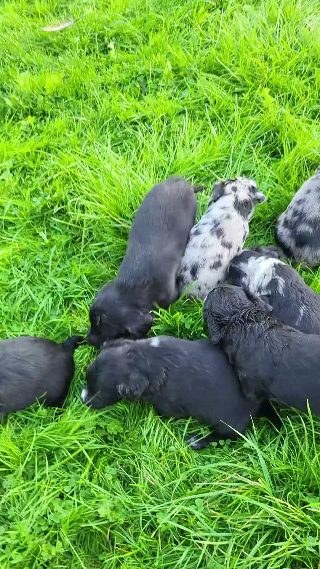 Mixed Breed dogs for sale: Border Collie X Cocker Spaniel puppies for sale in Chorley - Video 1