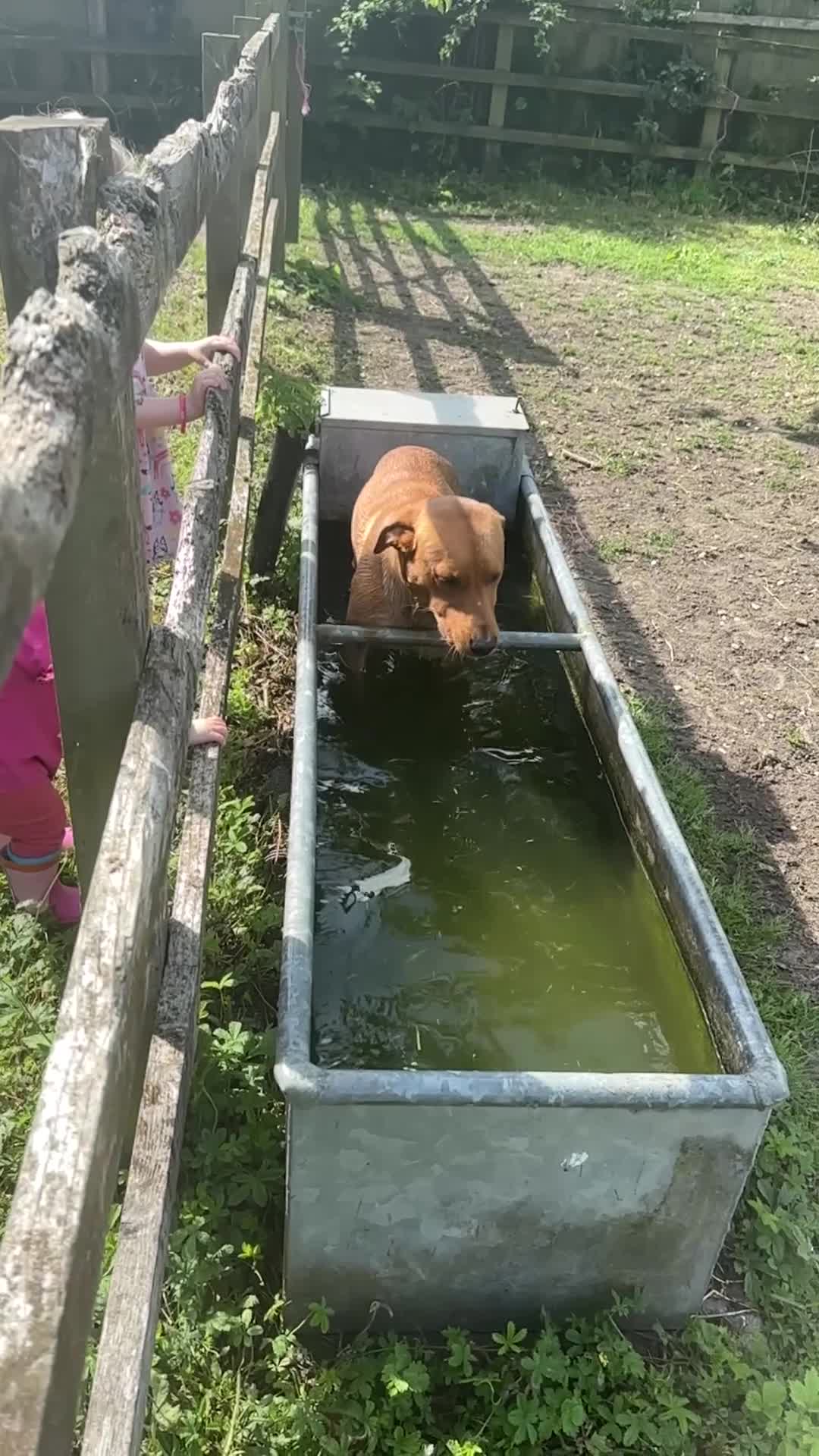 Labrador Retriever dogs for stud: Red Labrador Stud Dog - Video 2