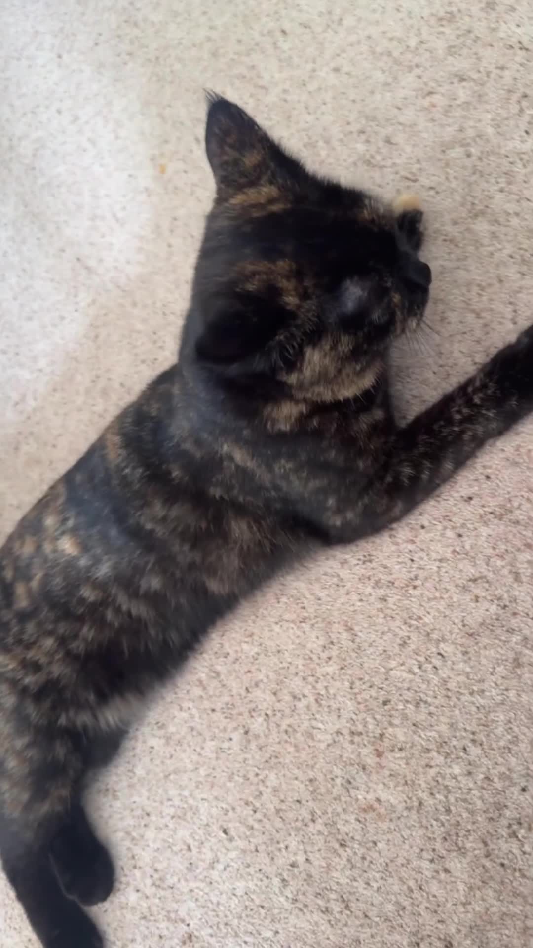 Mixed Breed cats for sale: Tortoiseshell cat  - Video 1