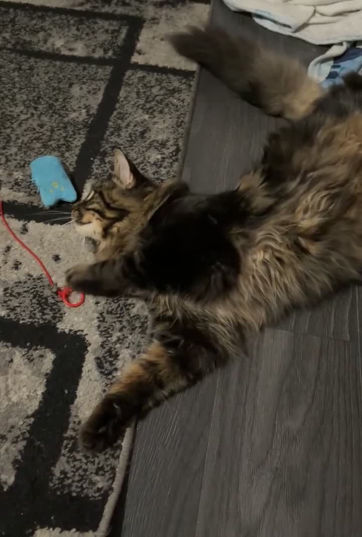 Maine Coon cats for sale: Maine coon cross male  - Video 2