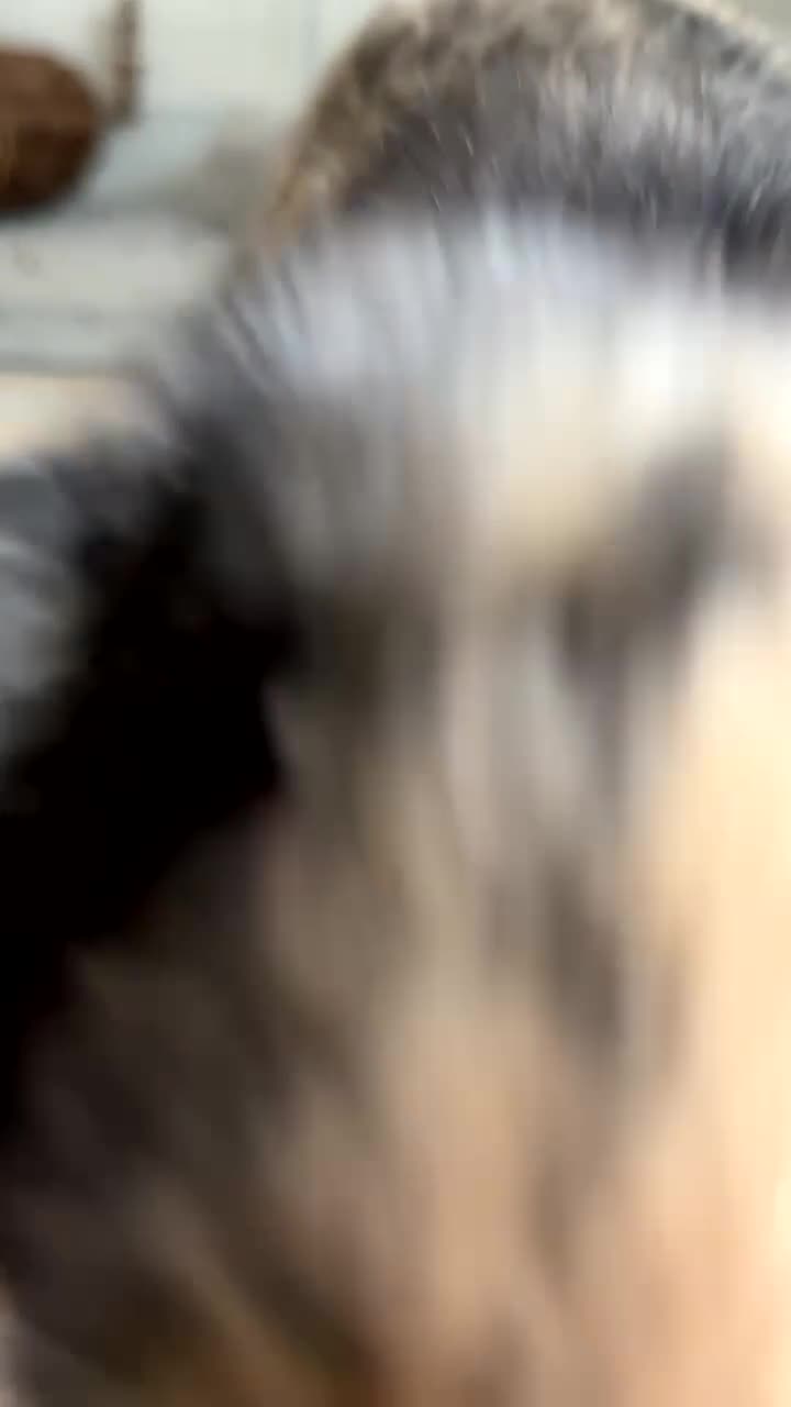 Mini Lop rabbits for sale: Female and male bonded rabbits for sale - Video 3