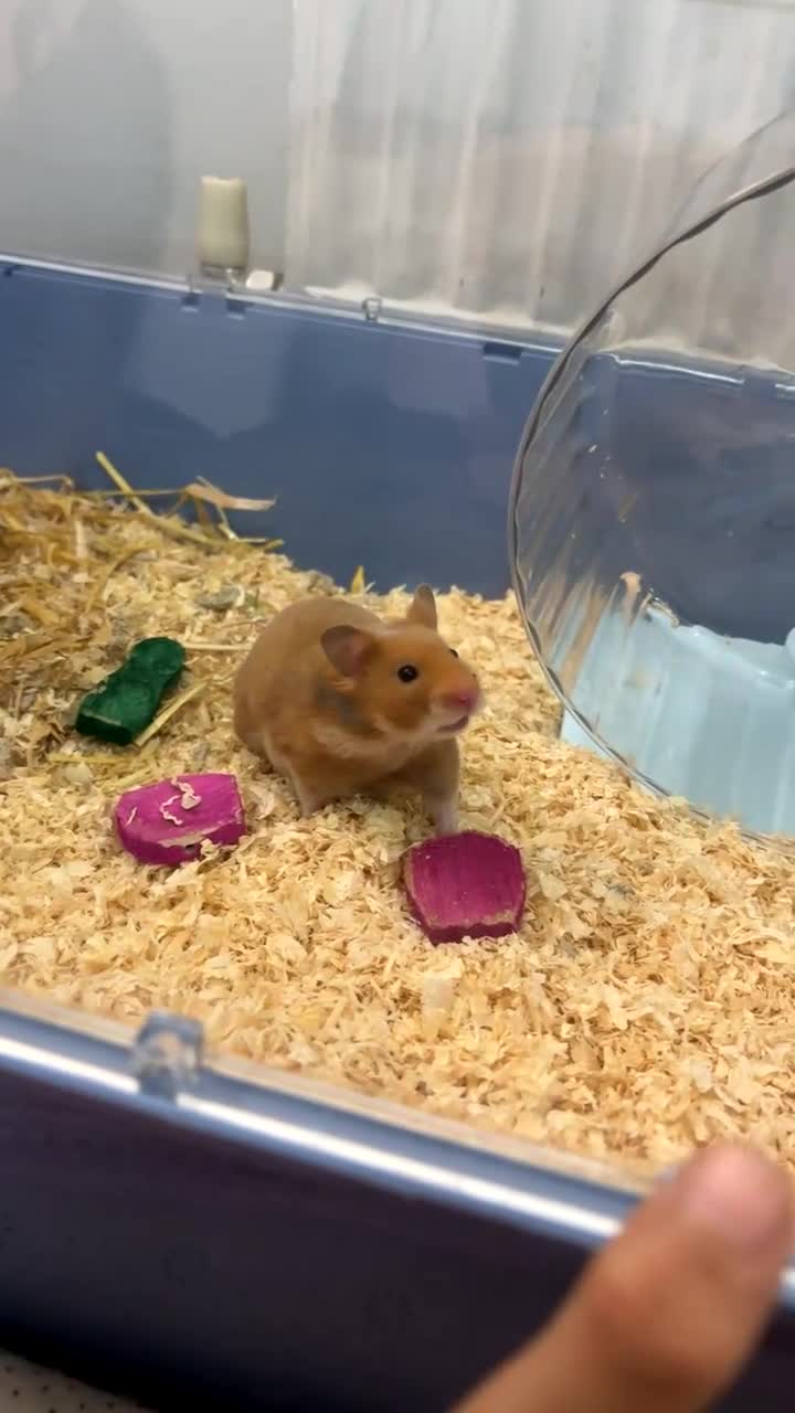 Hamster rodents for sale: Female Syrian hamster  - Video 2