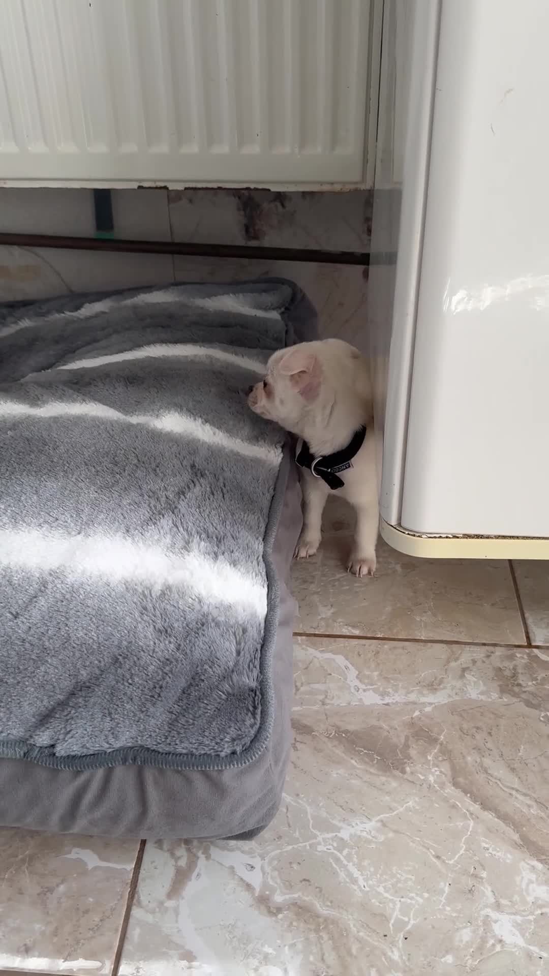Chihuahua dogs for sale: gorgeous puppies in hull - Video 2