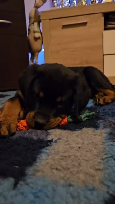 Rottweiler dogs for sale: 🥰 Beautiful Rottweiler Puppies 🐶  - Video 1