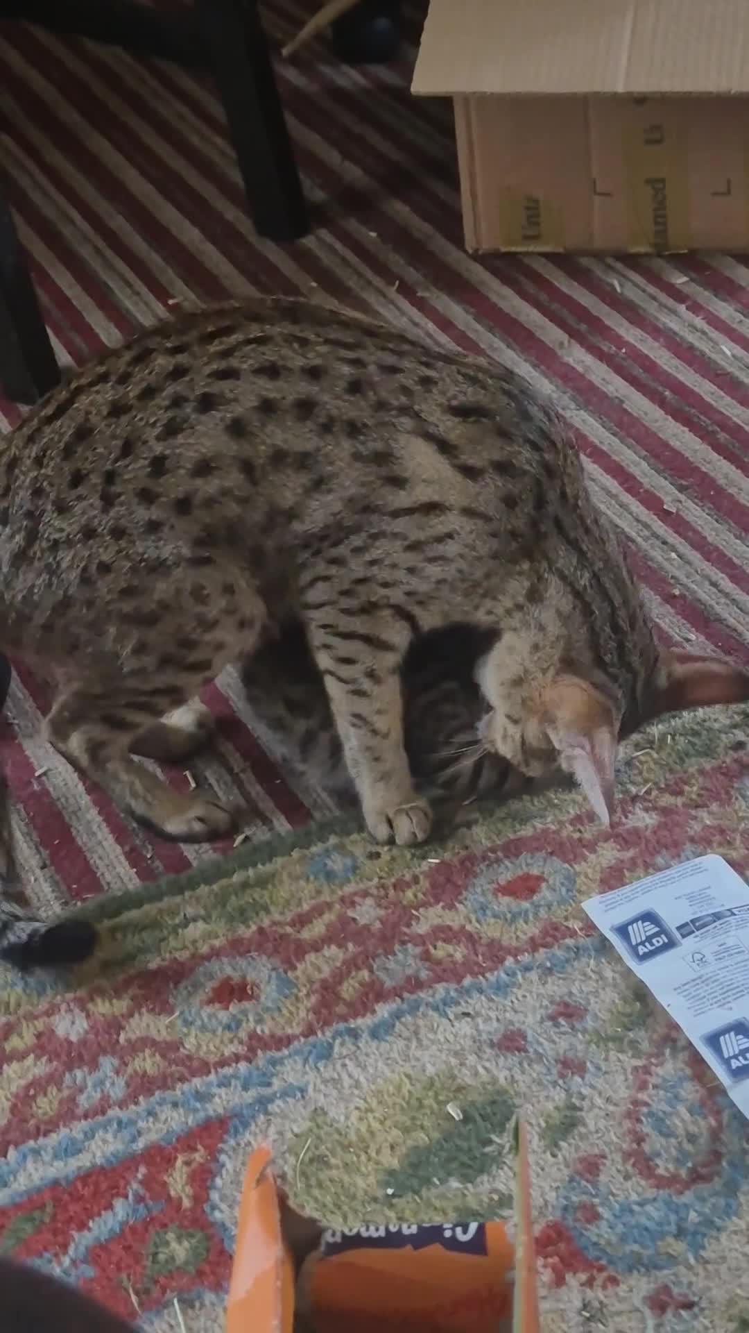 Savannah cats for sale: F5 Savannah x DSH kittens  in Hull - Video 3