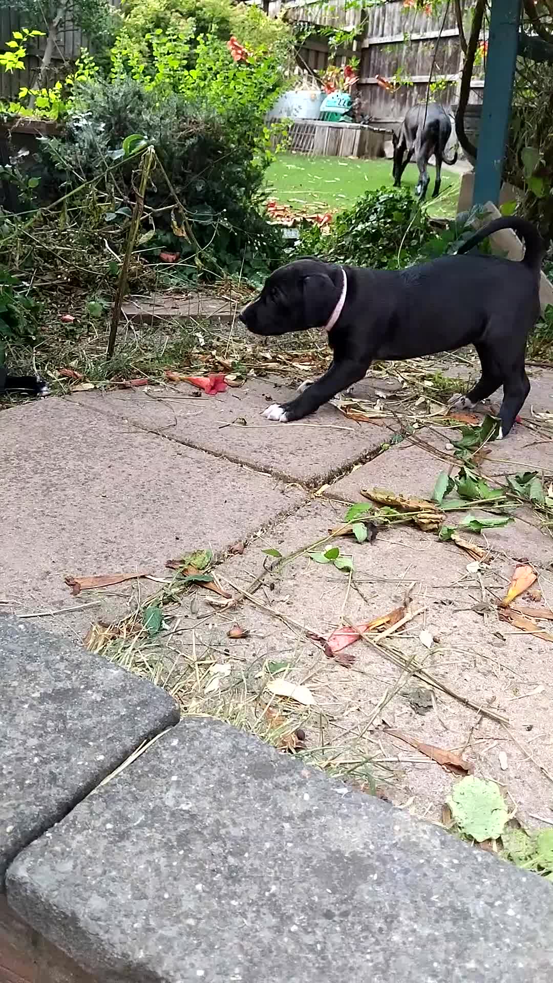 Lurcher dogs for sale: Bedlington greyhound x bull lurcher pups - Video 2