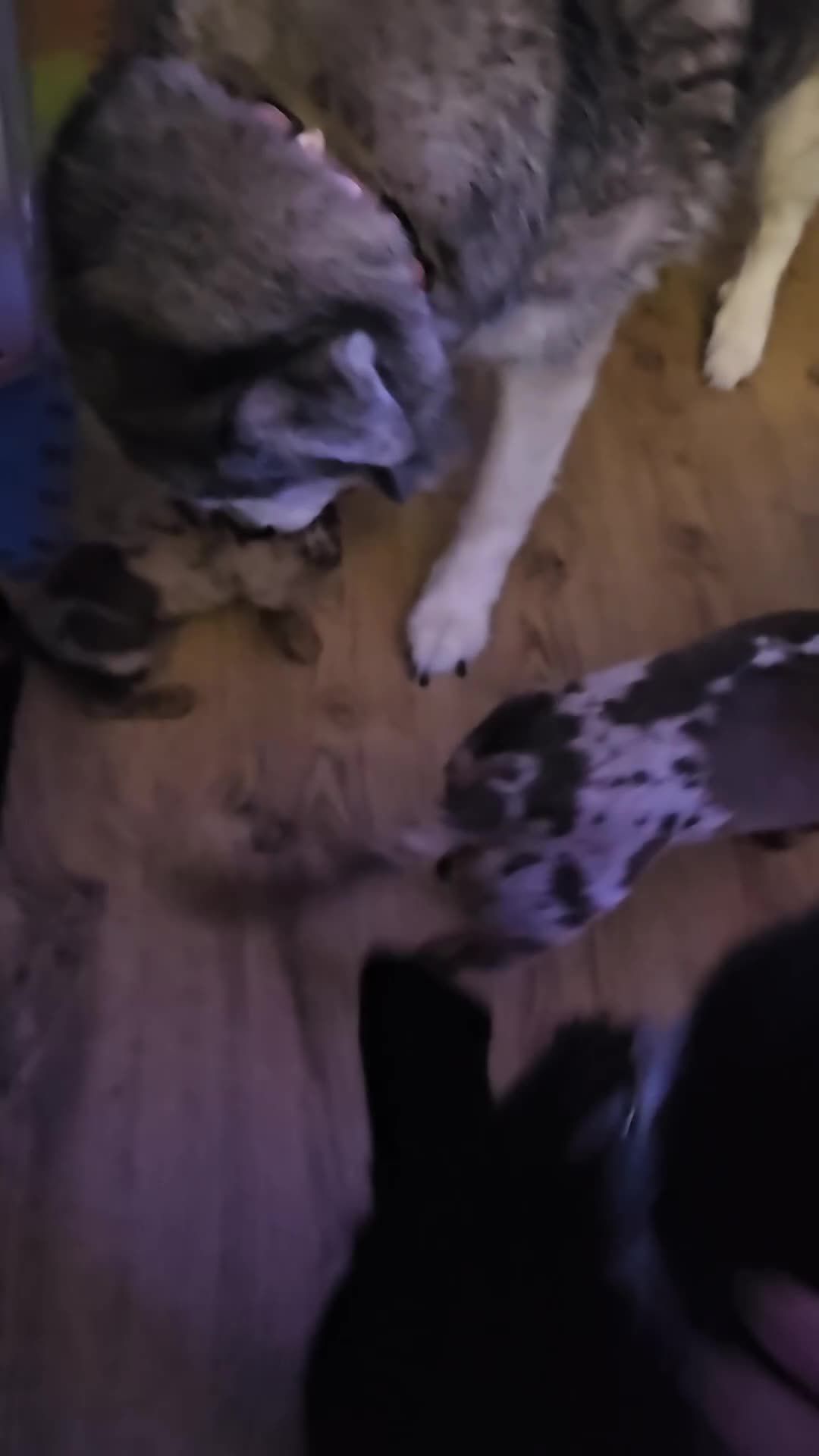 Miniature Dachshund dogs for sale: Two Beautiful Boys - Video 3