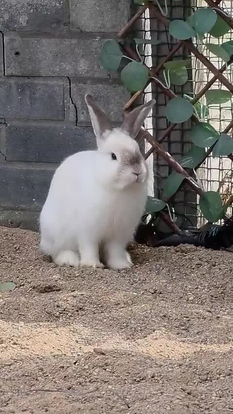 Mixed Breed rabbits for sale:  🐰Looking Forever loving Home for My prince kav💙 - Video 3