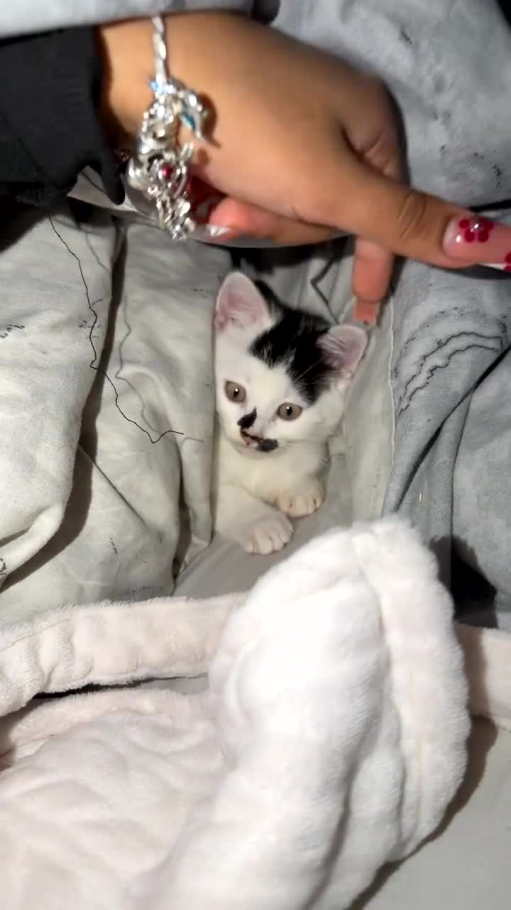 Mixed Breed cats for sale: Beautiful white kitten - Video 1