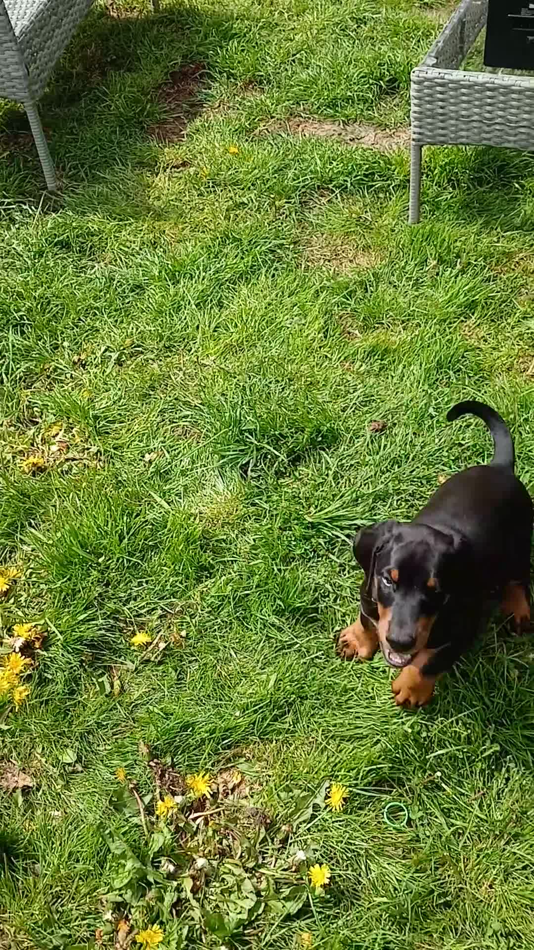 Dobermann dogs for sale: DOBERMAN PUPS CHAMPION BLOODLINES FULLY HEALTH   - Video 3