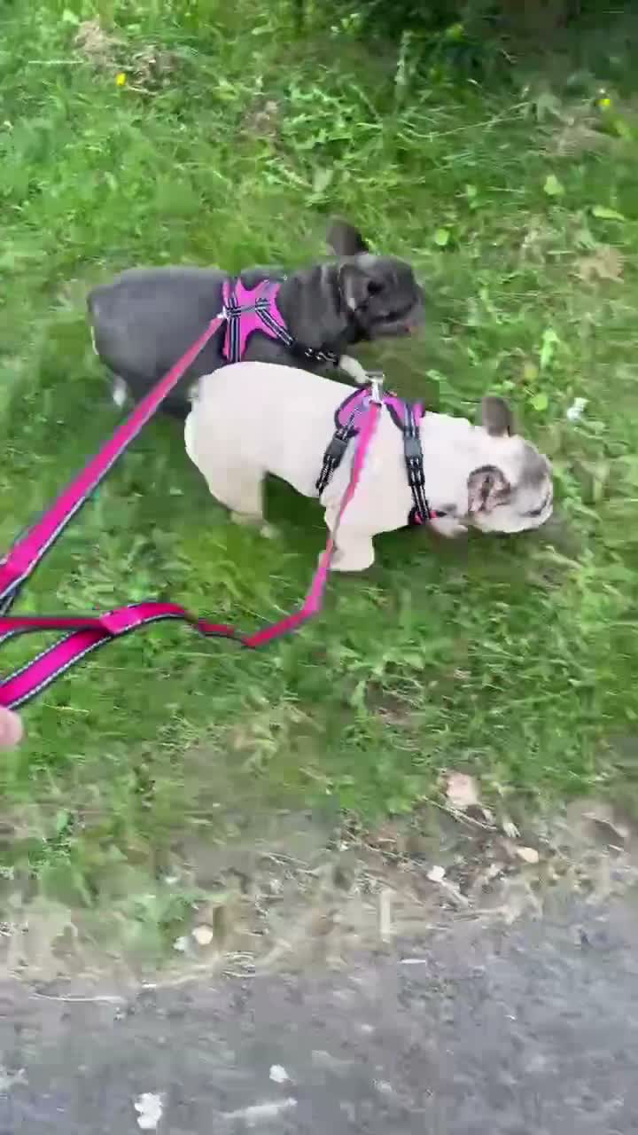 French Bulldog dogs for sale: French bulldog sister for re homing  - Video 1