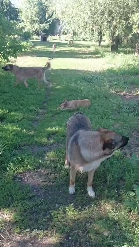 Mixed Breed dogs for adoption: 💙BLUE - The Last Mohican Waiting for His Turn💙🐾 - Video 1