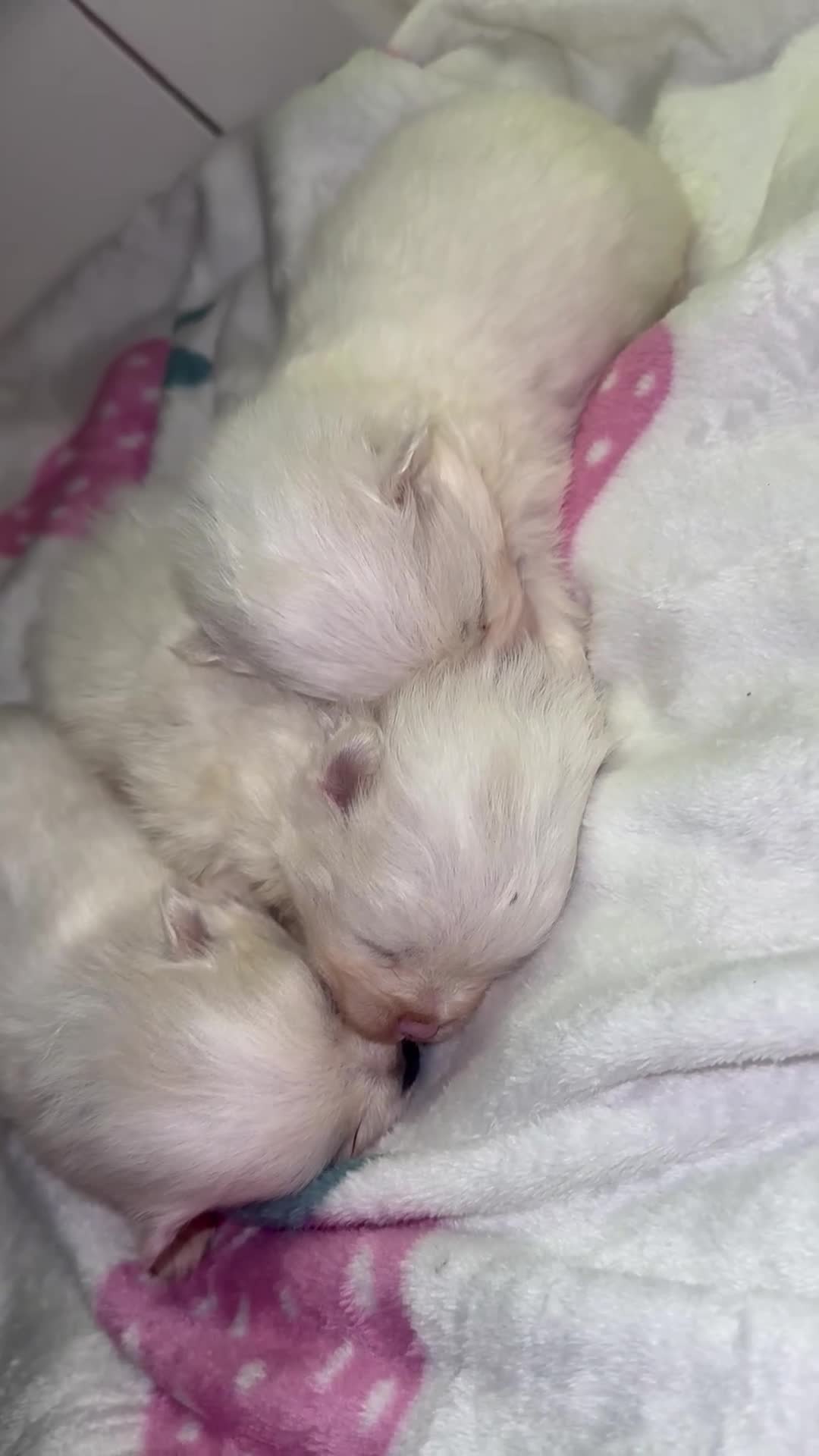 Pomeranian dogs for sale: Pomeranians  - Video 1