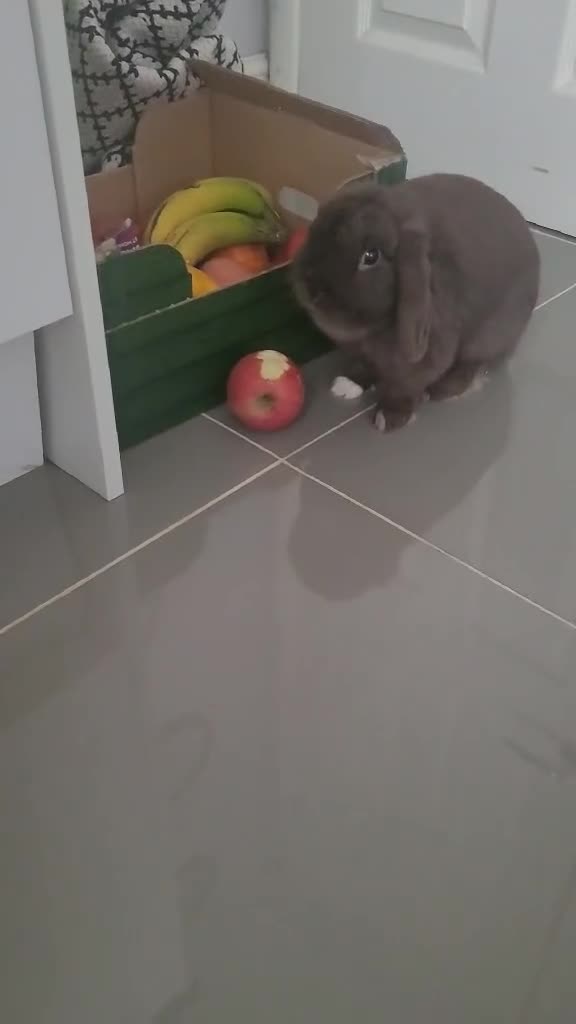 Mini Lop rabbits for sale: Rabbit  in Newark - Video 1