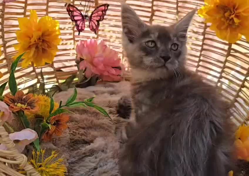 Maine Coon cats for sale: VARIOUS FULL PEDIGREE MAINE COON KITTENS FOR SALE in Rotherham - Video 1