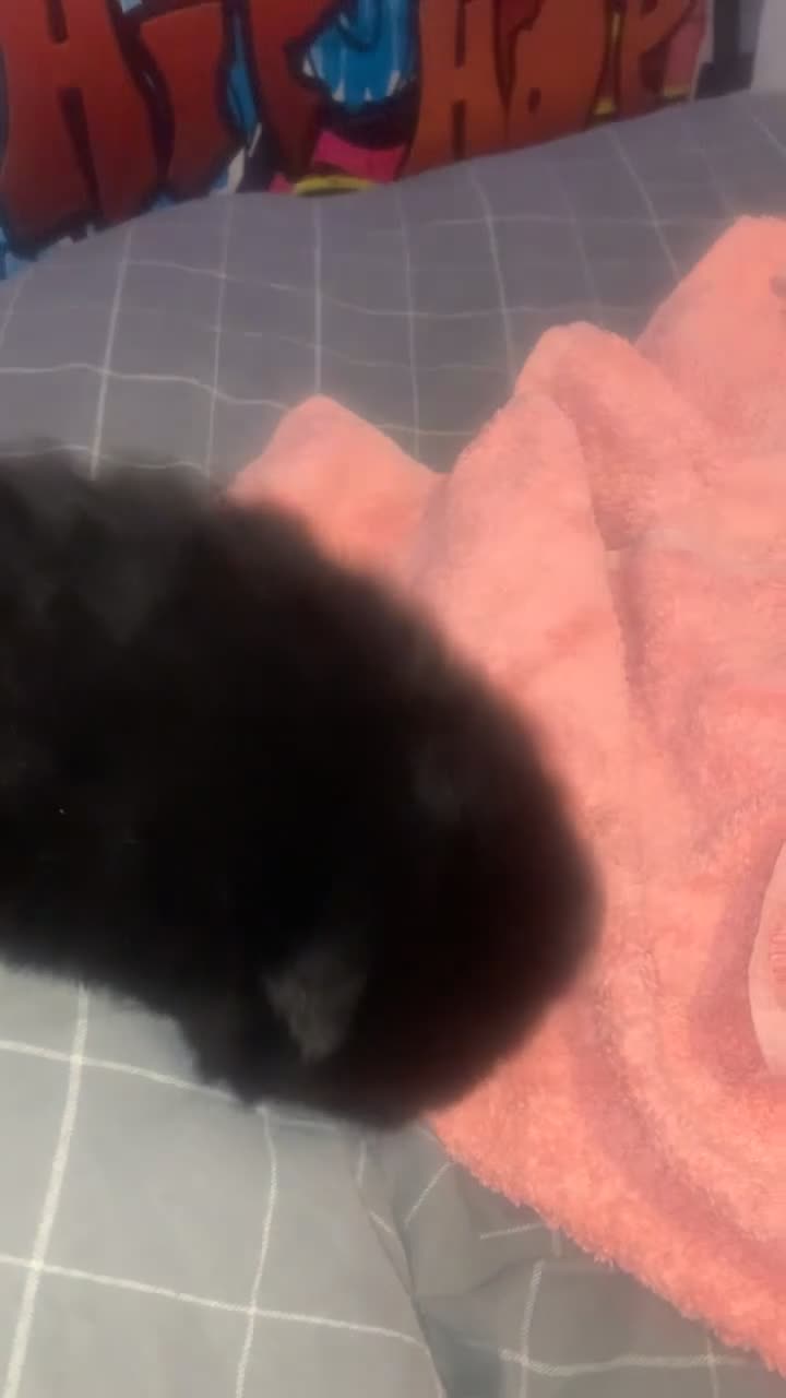 Chow Chow dogs for sale: Black and brown male chow chows  - Video 2