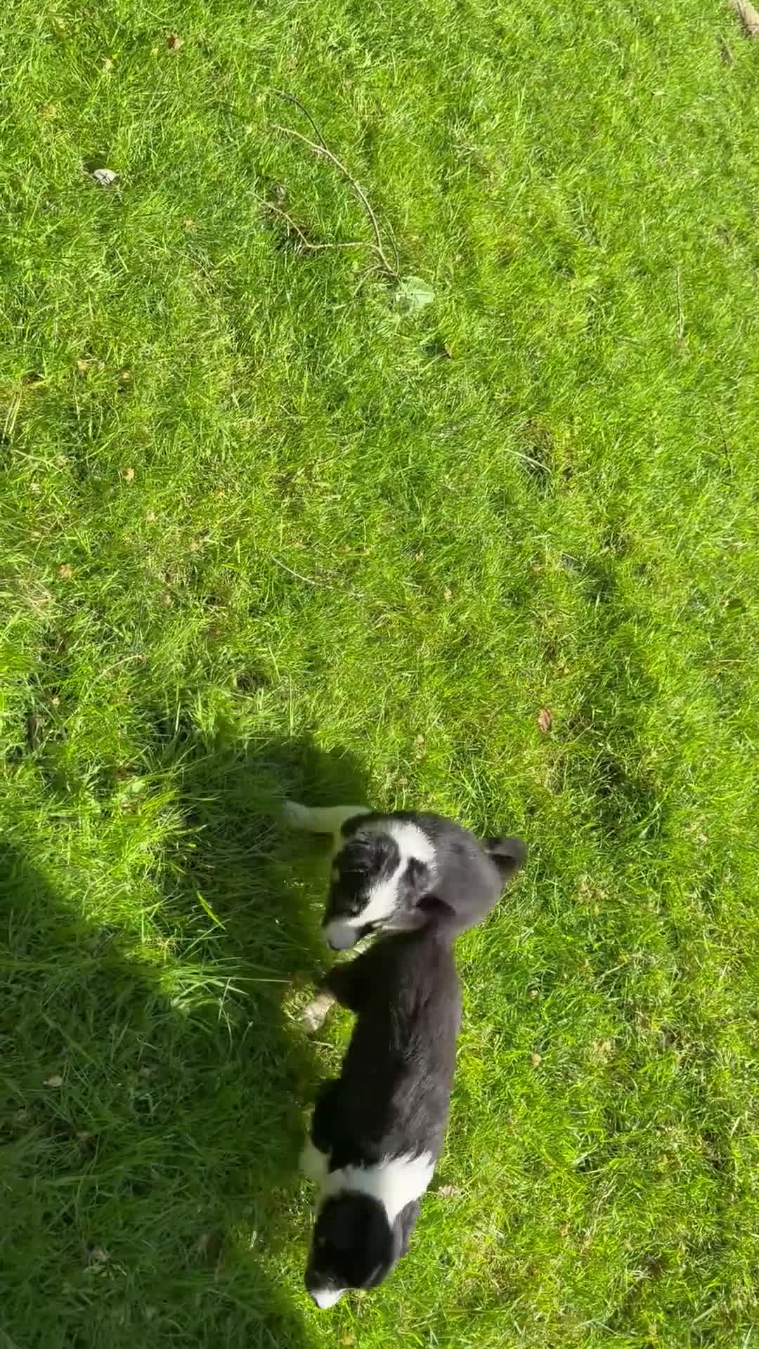 Border Collie dogs for sale: Border Collie Puppies from Working Stock in Carnforth - Video 3