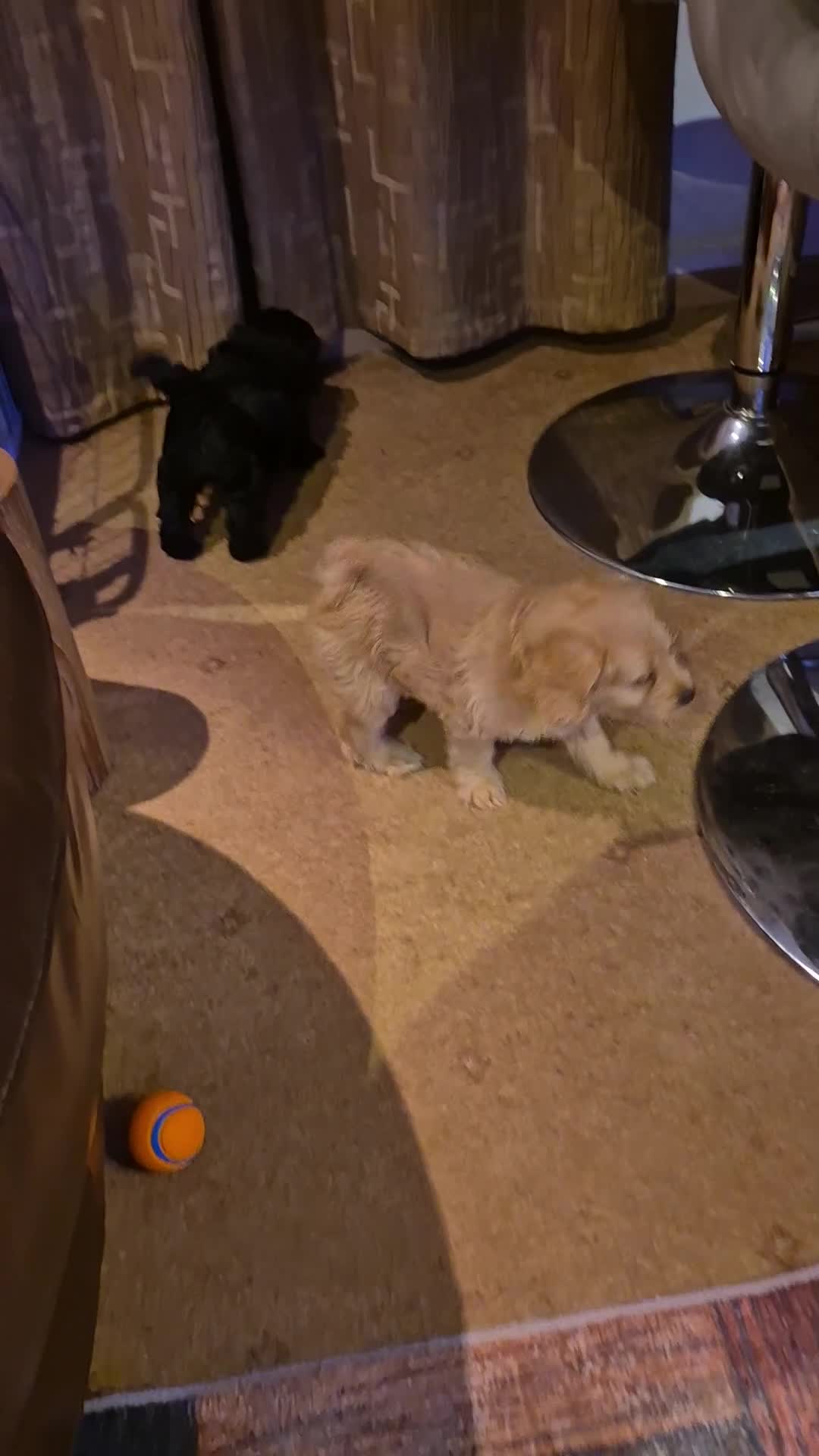 Labradoodle dogs for sale: Stunningly adorable f2b labradoodles! - Video 2