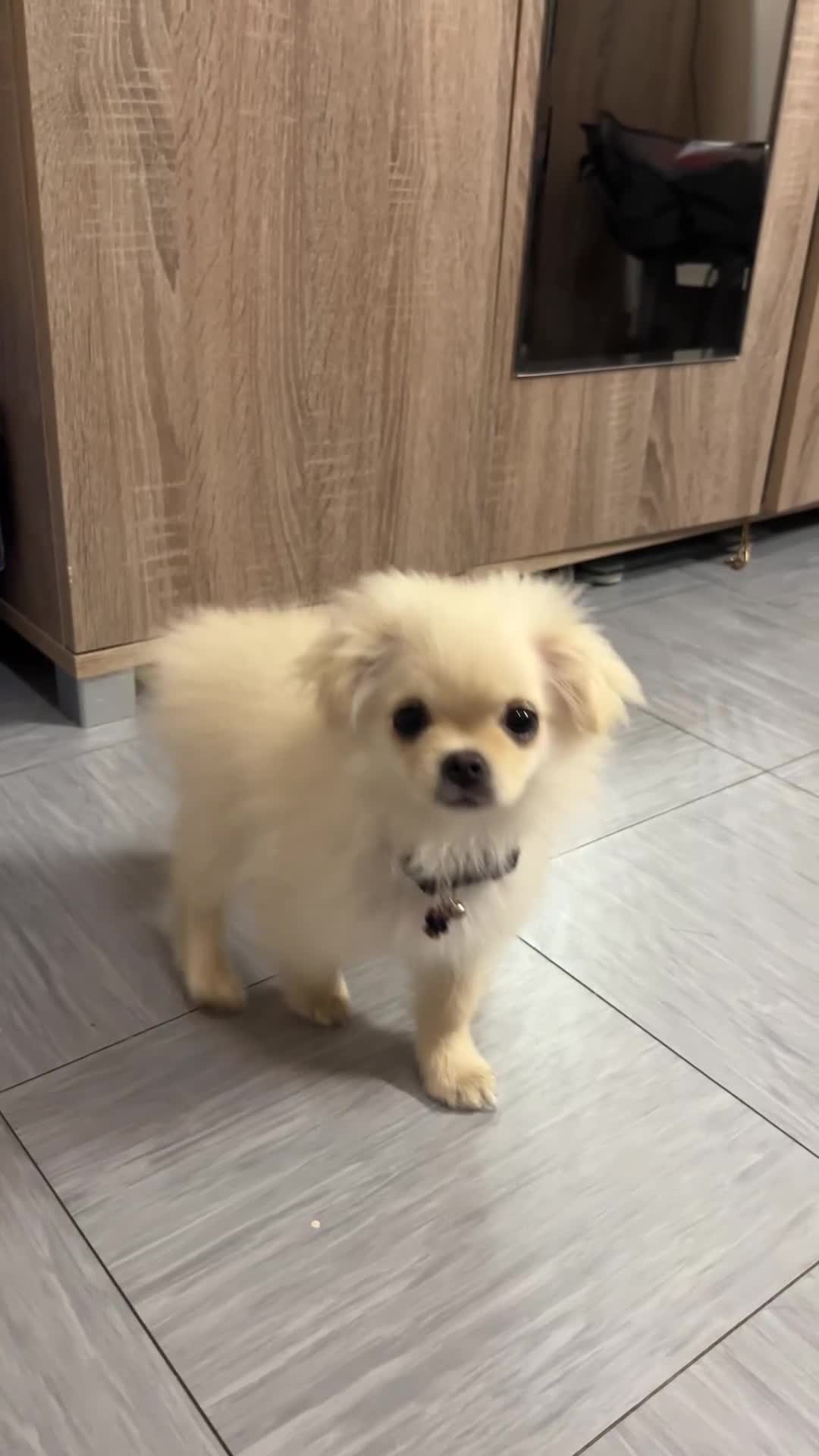 Mixed Breed dogs for sale: GIRL PUPPY LEFT FOR SALE🤍 - Video 1