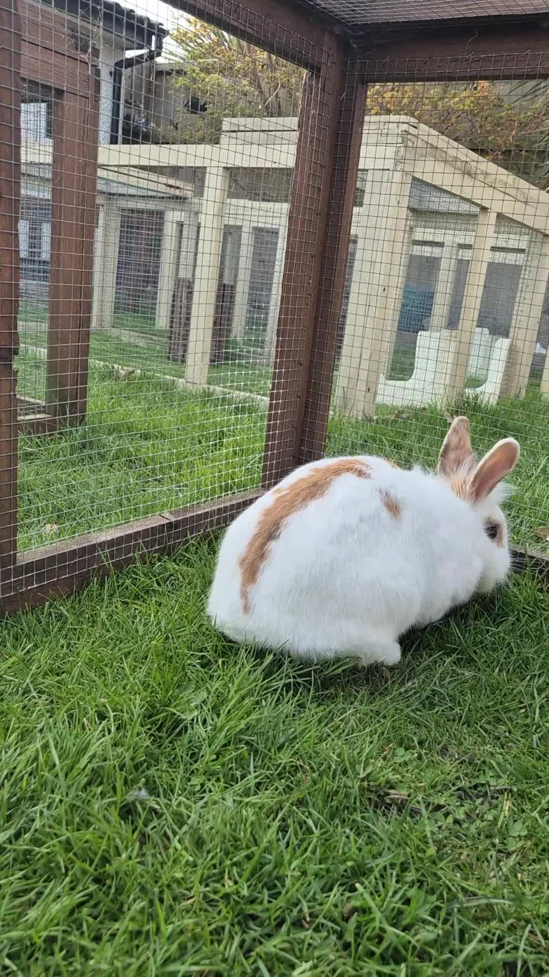 Lionhead rabbits for sale: O'tilly Spayed and Vaccinated  - Video 1