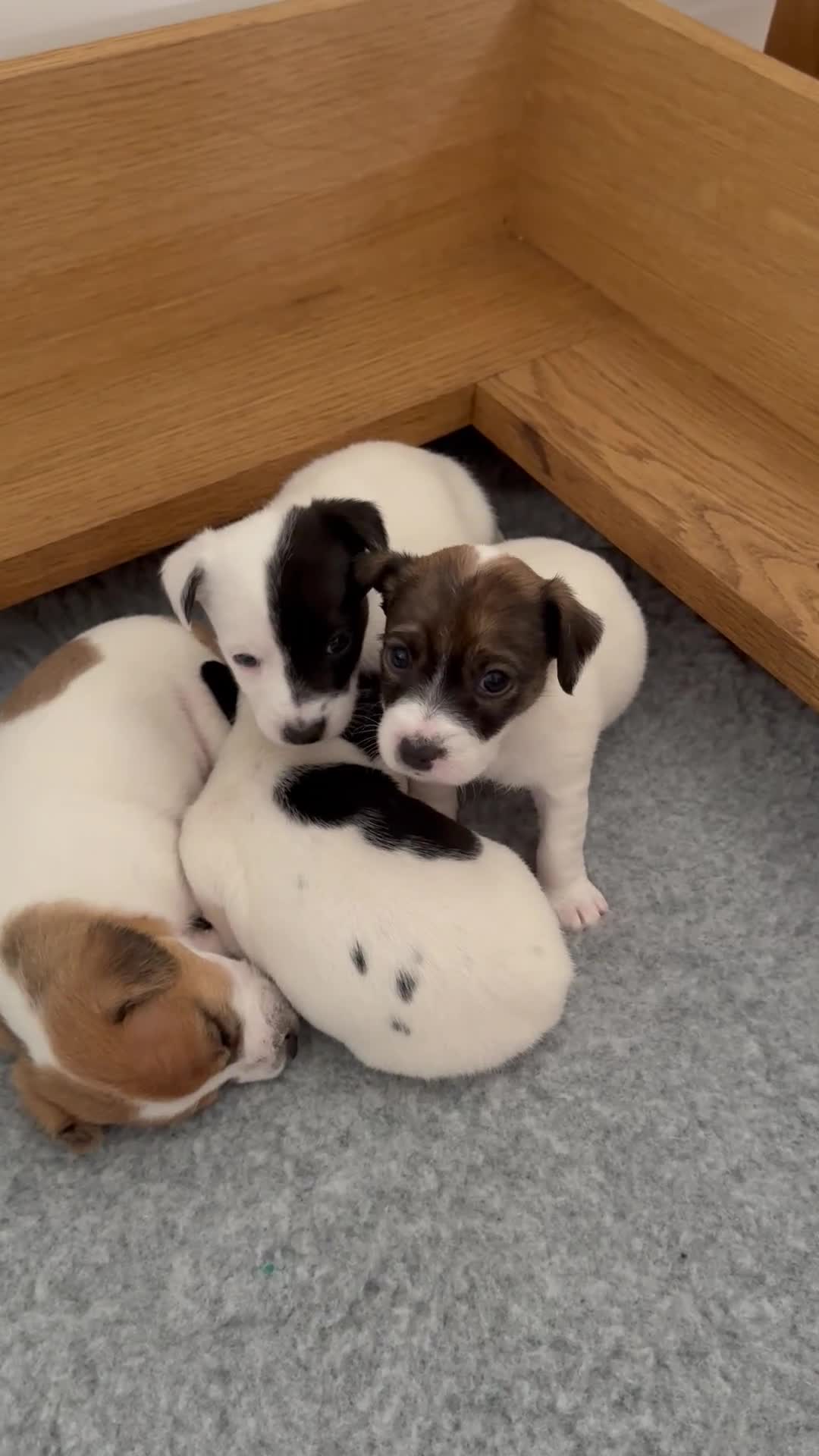 Jack Russell dogs for sale: Jack Russell puppies - Video 1