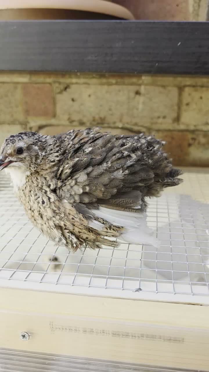 Quail poultry for sale: For free  in Bedford - Video 1