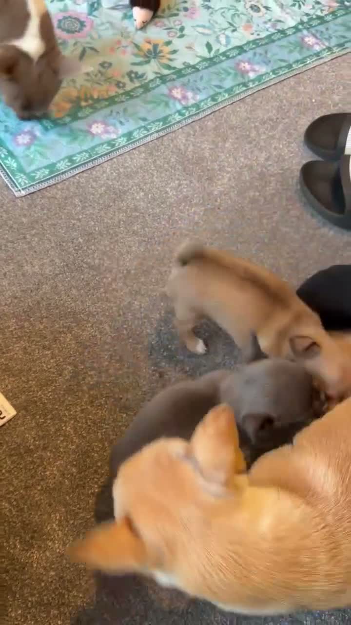 Jack Chi dogs for sale: Female and Male Chihuahua X Jack Russell  - Video 1