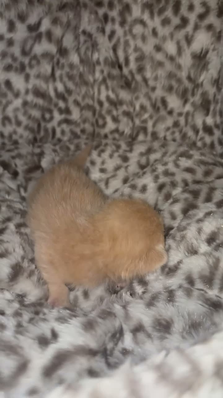 Persian cats for sale: Persian x british shorthaired kittens - Video 5