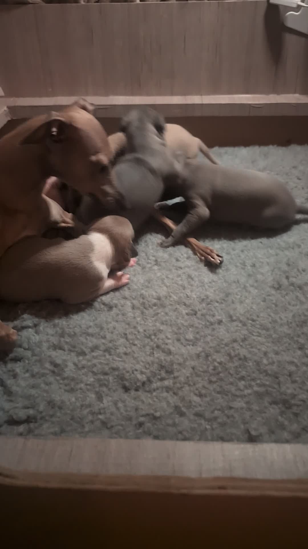 Italian Greyhound dogs for sale: Italian Greyhounds Raised in Loving Home - Video 1